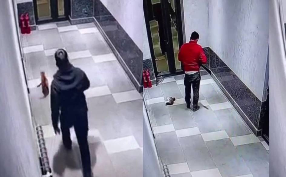 Тошкент вилоятида мушукларни қийноққа солган шахсга чора кўрилади